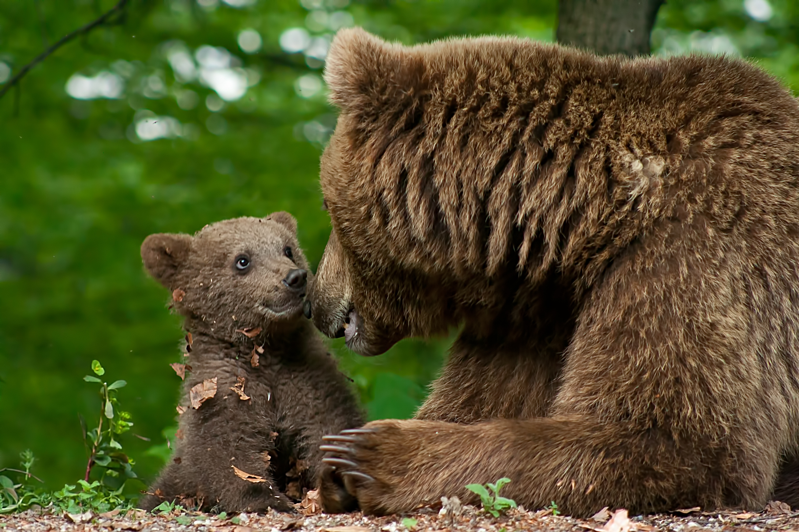 What does a bear cub call its grandfather? image