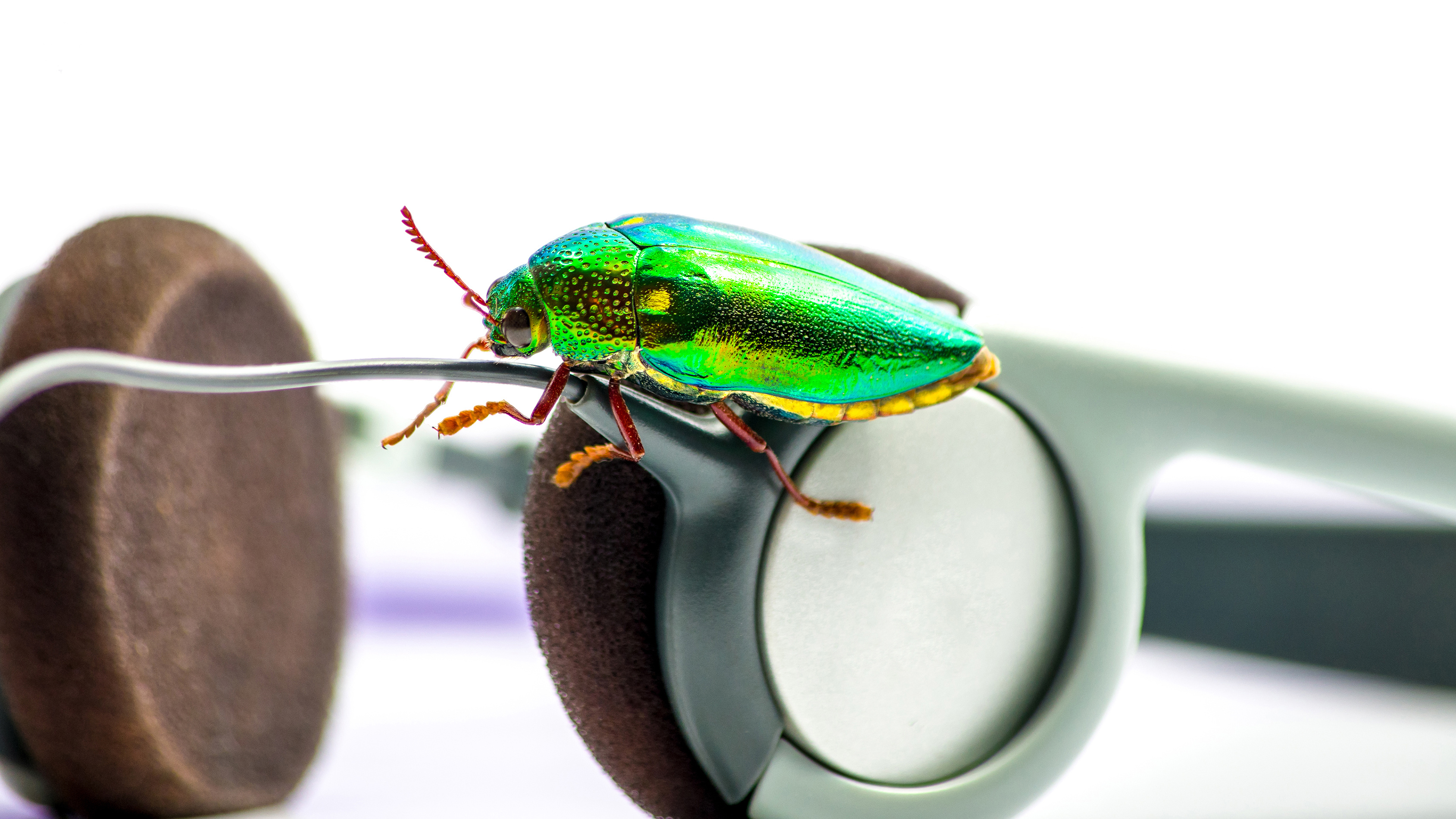 What's a bug's favorite Frank Sinatra song? image