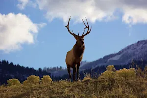 What is an elk's favorite dessert? image