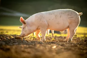 What's a pig's favorite way to get to work? image