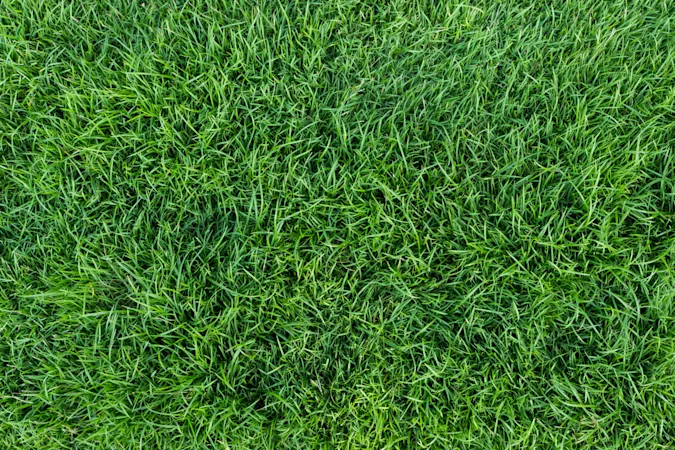 Why is grass so dangerous? image
