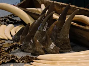 New York Antiques Dealer Caught in Wildlife Smuggling Scandal - Main