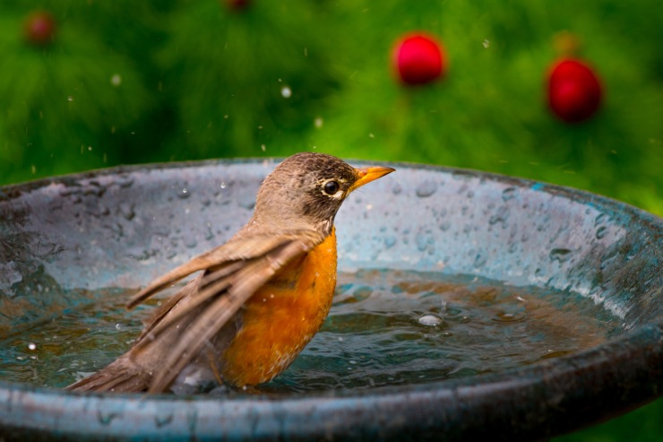  What bird helps you stay dry? image