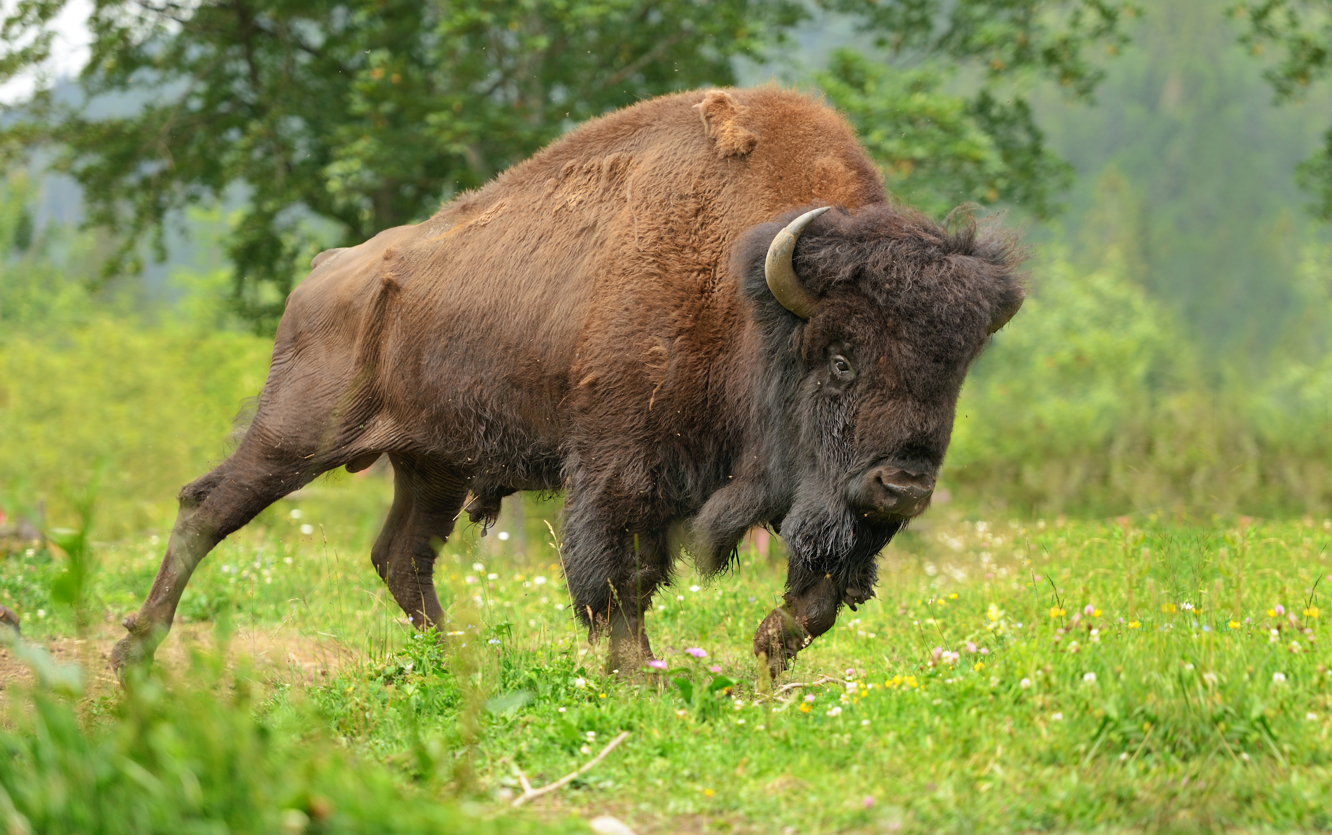 What do you call lending money to a bison? image
