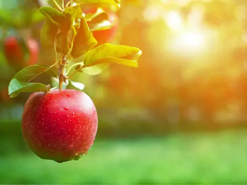 apple tree