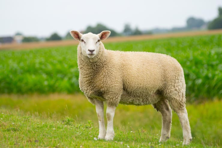  Why could no one recognize the sheep? image