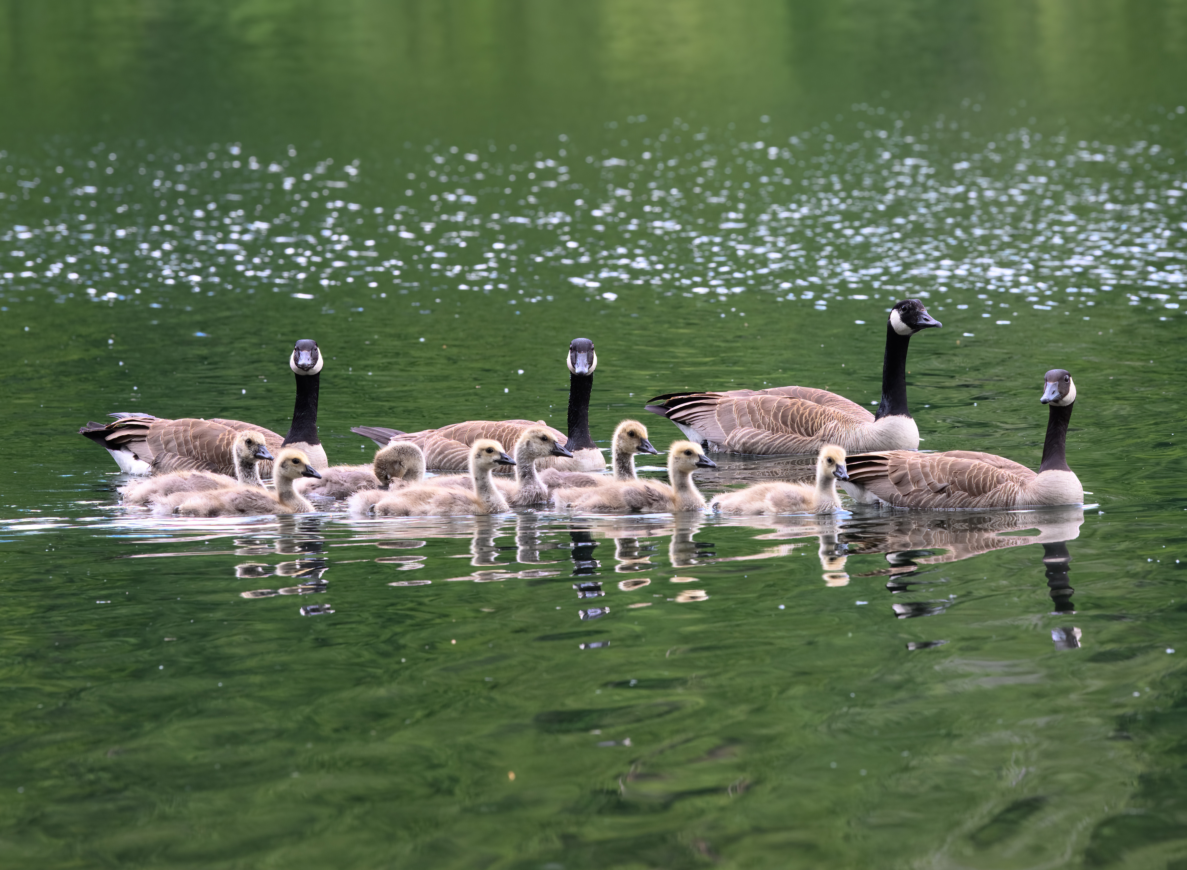 Why were the geese's children so self-conscious? image