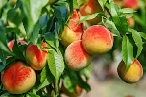 Why did the peach come home from work early? image