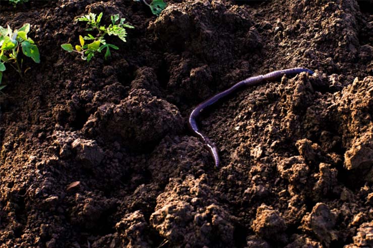  What's a worm's favorite holiday? image