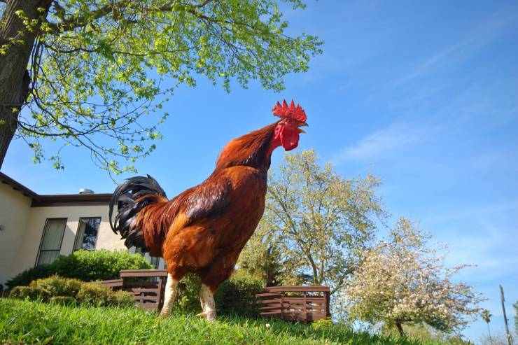  What is the opposite of cock-a-doodle-doo? image