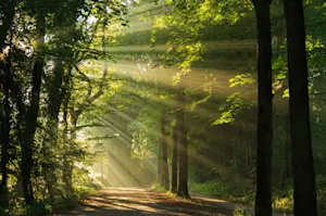 Why do trees try new things so often? image