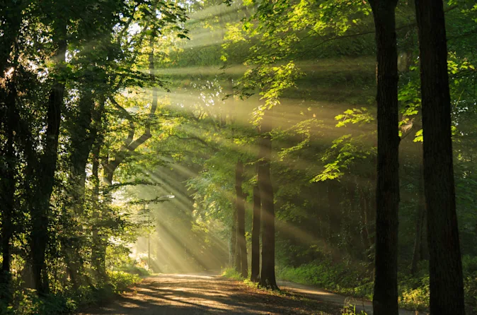 Why do trees try new things so often? image