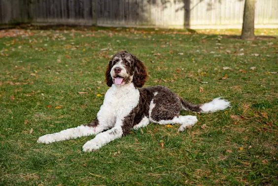 Unleashing 2024-s Top Dog Breeds: Who-s Leading the Pack?-1