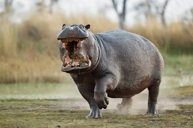 What Are the Most Dangerous Animals in the World?-2