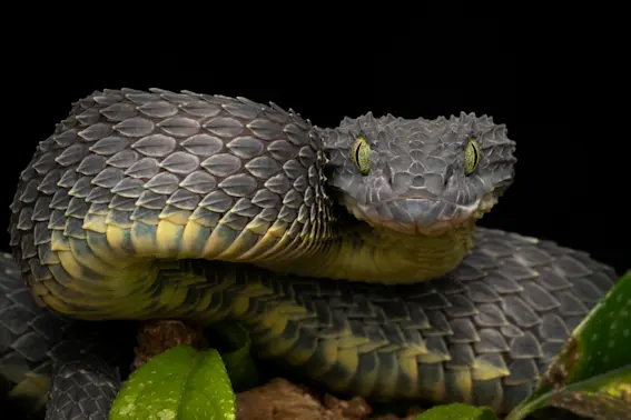 The 10 Most Dangerous Animals in the World-1