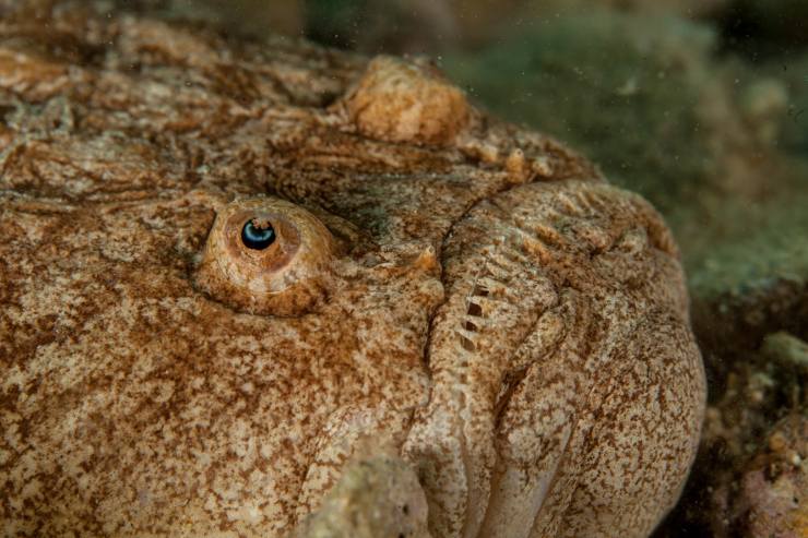  What lives in the ocean, is grouchy, and hates neighbors? image