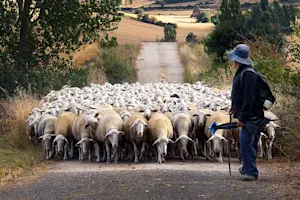 Why don't shepherds know how many sheep they have? image