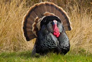 What did the turkey say before Thanksgiving dinner? image