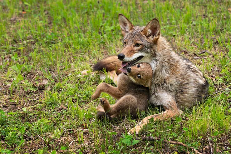  Why was the coyote family such good singers? image