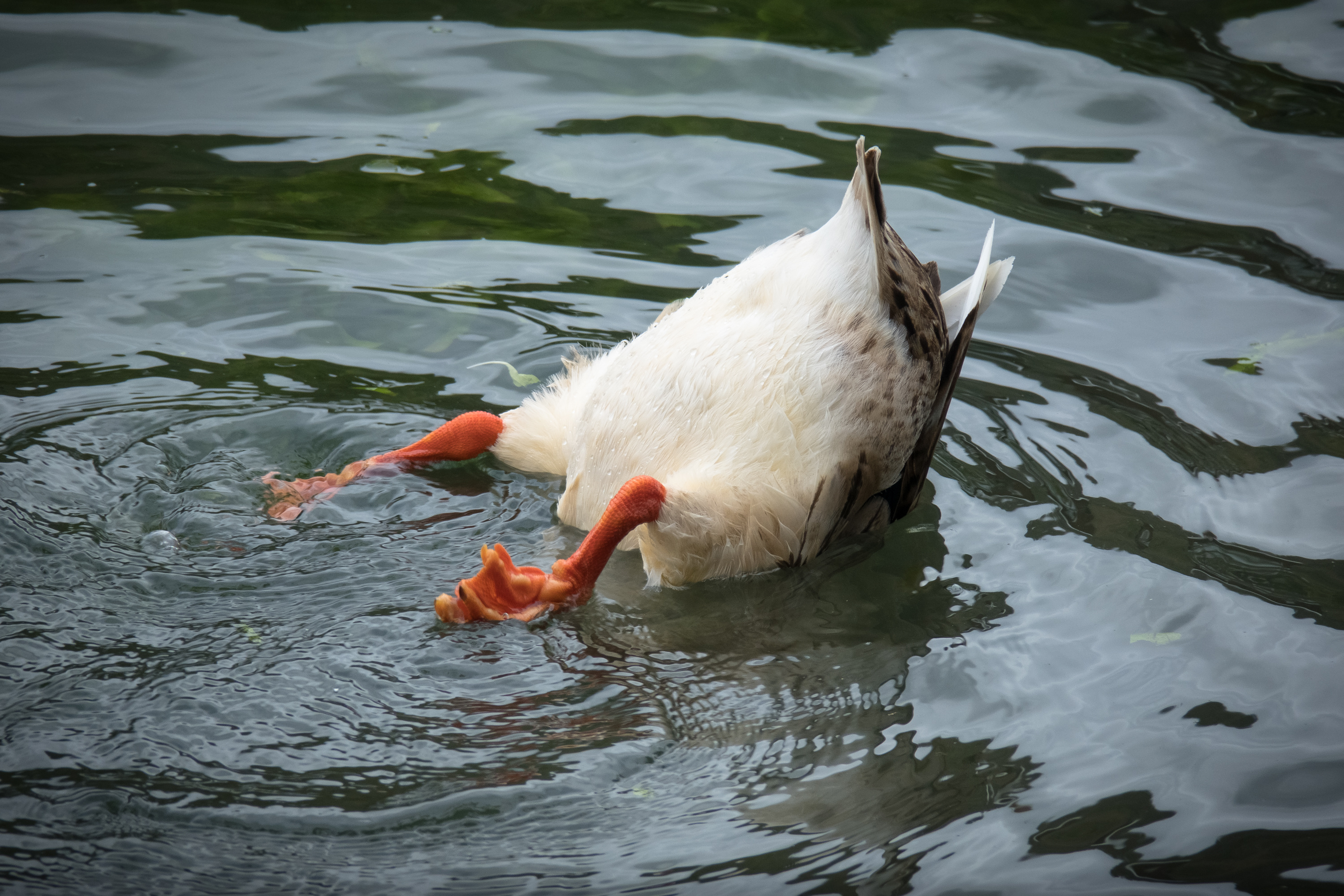 What did the duck say when his friend pulled a prank on him? image