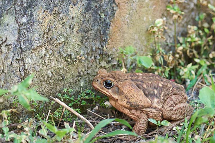  How did the toad die? image