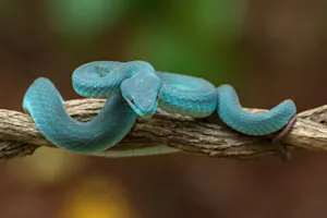 How do snakes identify their bath towels? image