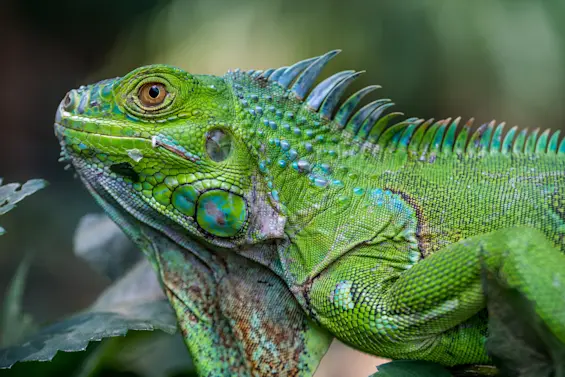 The Shocking Visual Ranges of Six Diverse Animals-5