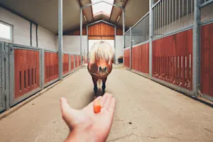 What's a magical horse's favorite vegetable? image
