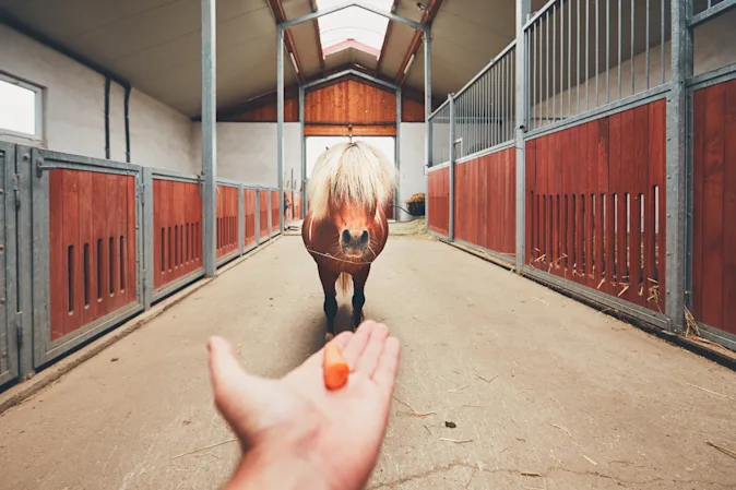 What's a magical horse's favorite vegetable? image