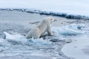 Why did the polar bear fall into water while talking to a girl? image