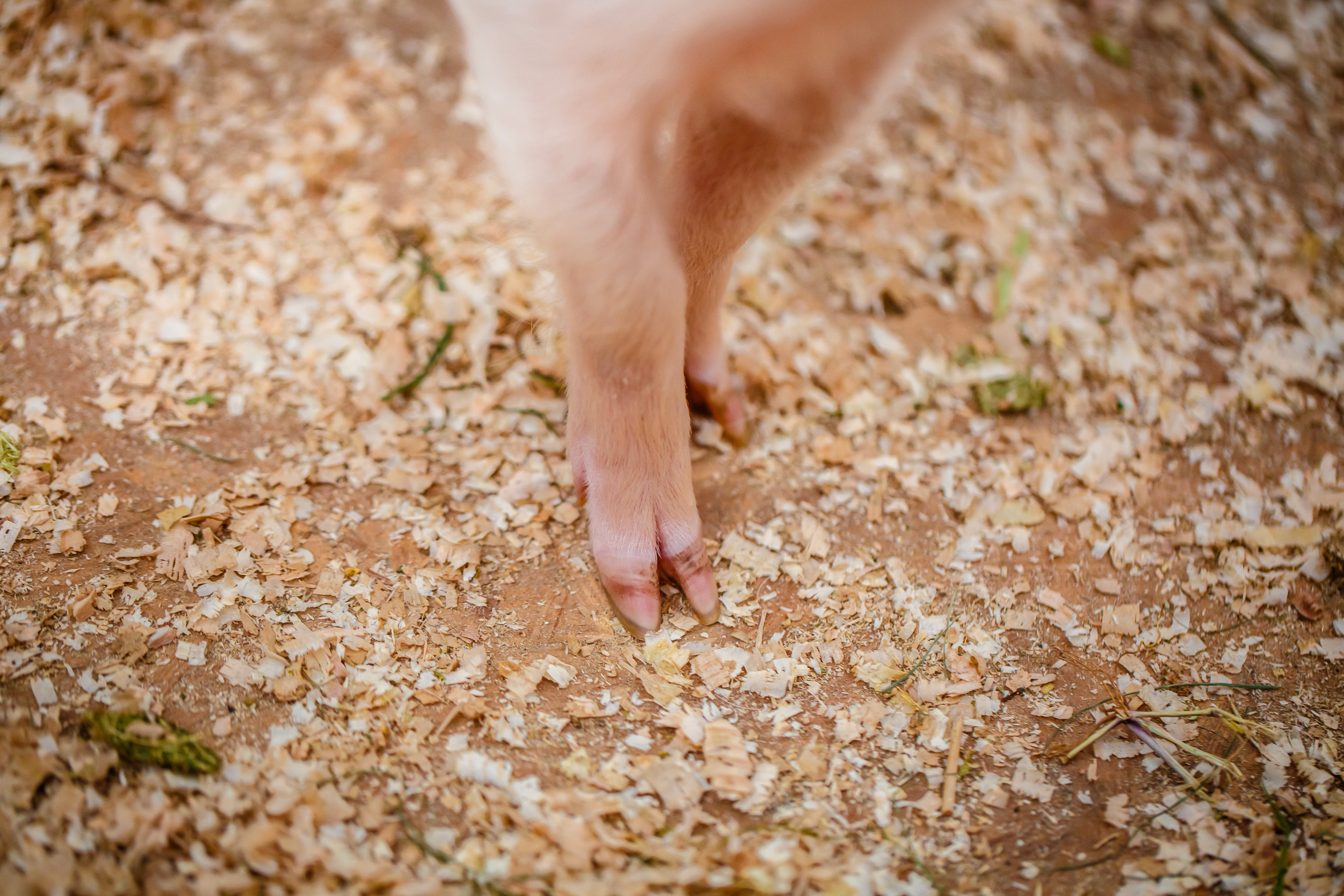 Which type of pigs constantly have foot problems?