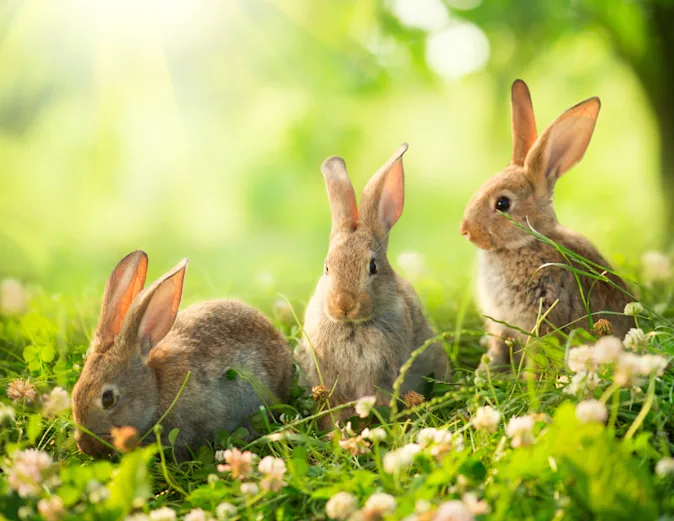 How do bunnies stay fit? image