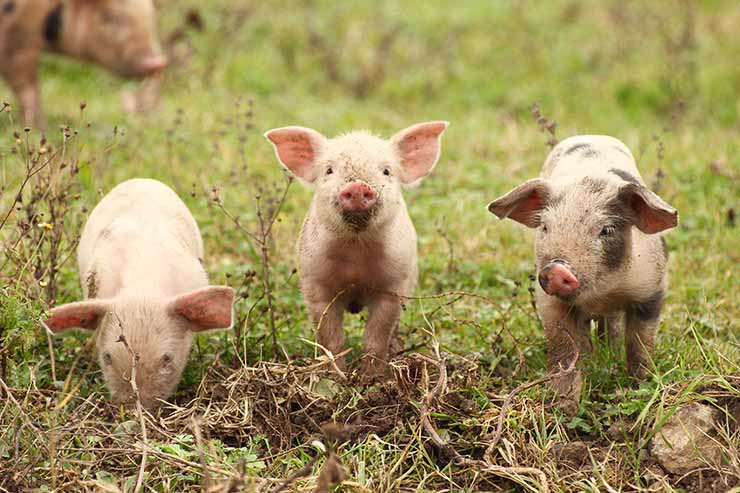  What do you call the story of The Three Little Pigs? image