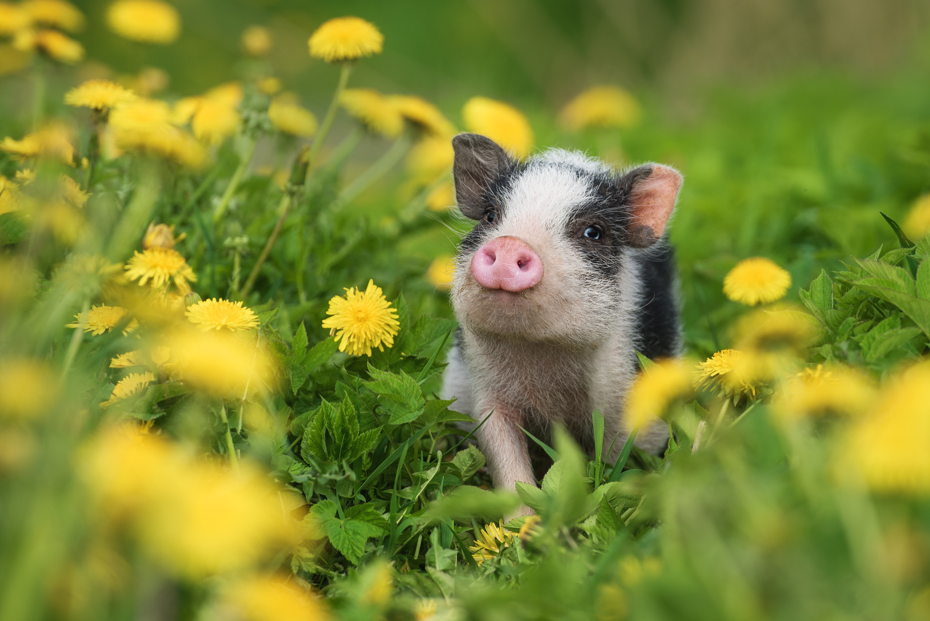 10 of the Cutest Farm Animal Photos You've Ever Seen | Truthfully.com