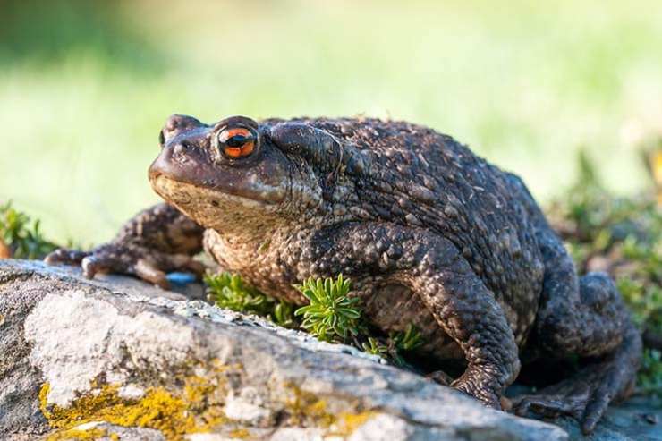  What's a toad's favorite ballet? image