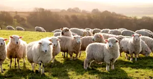 What did the mother sheep say to her son every time he left the house? image