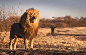What do lions eat on their cheat day? image