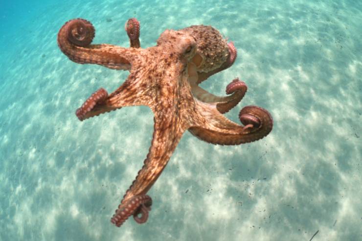  What do you call octopus twins? image