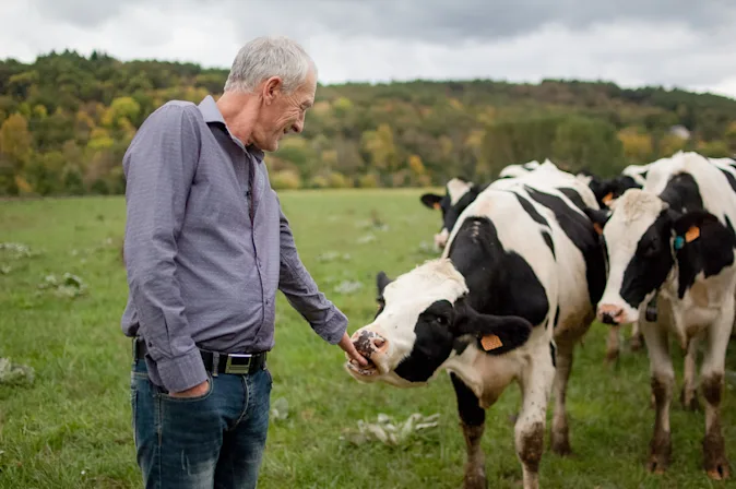 Why do farmers never want to buy skinny cows? image