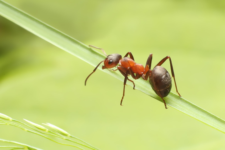  What kind of ant is good at math? image