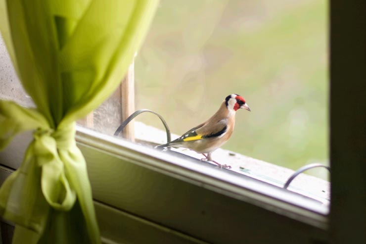  What do you call fowl that fly into windows? image