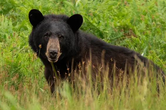 Ukrainian Bear Finds Scottish Safe Haven-1