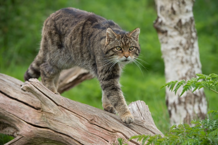  Why did the wildcat have such a successful email newsletter? image