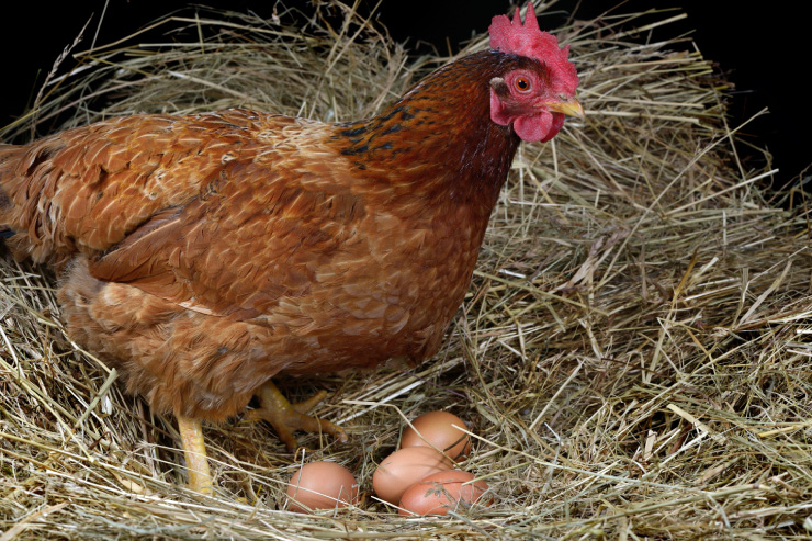  What kind of egg did the evil chicken lay? image