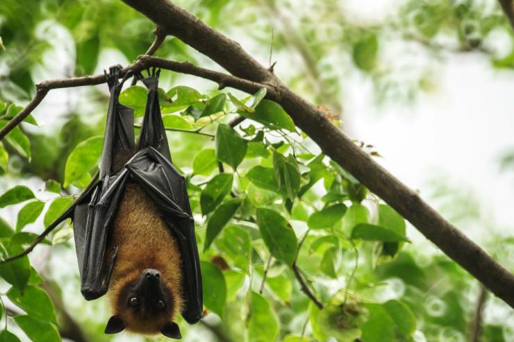  What's a bat's favorite game? image