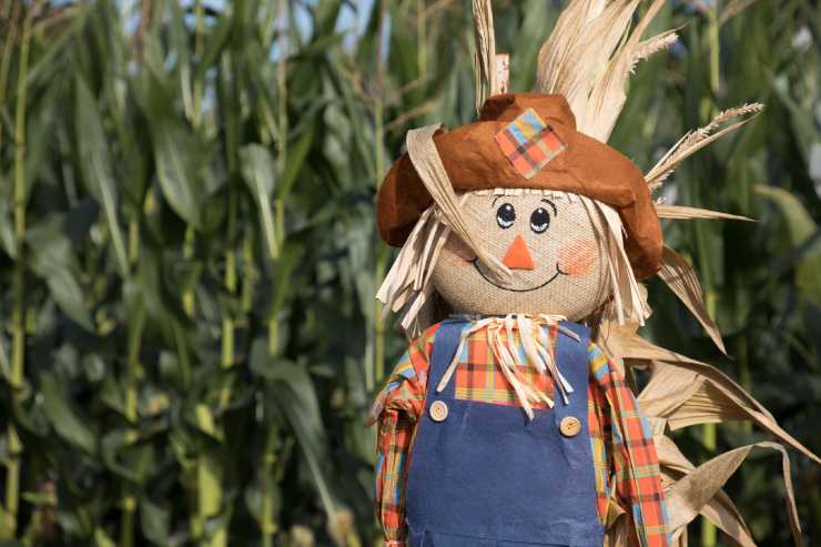  Why did the scarecrow win an award? image