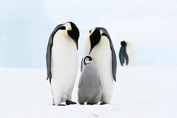 10 Adorable Penguins to Brighten Your Day-1