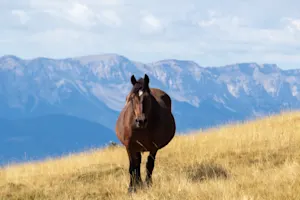 Why did the mare gain weight? image