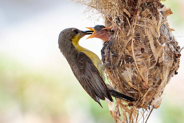  What did the bird's mom say when he talked just like his dad? image