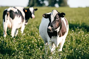 What do cows say when you milk them?